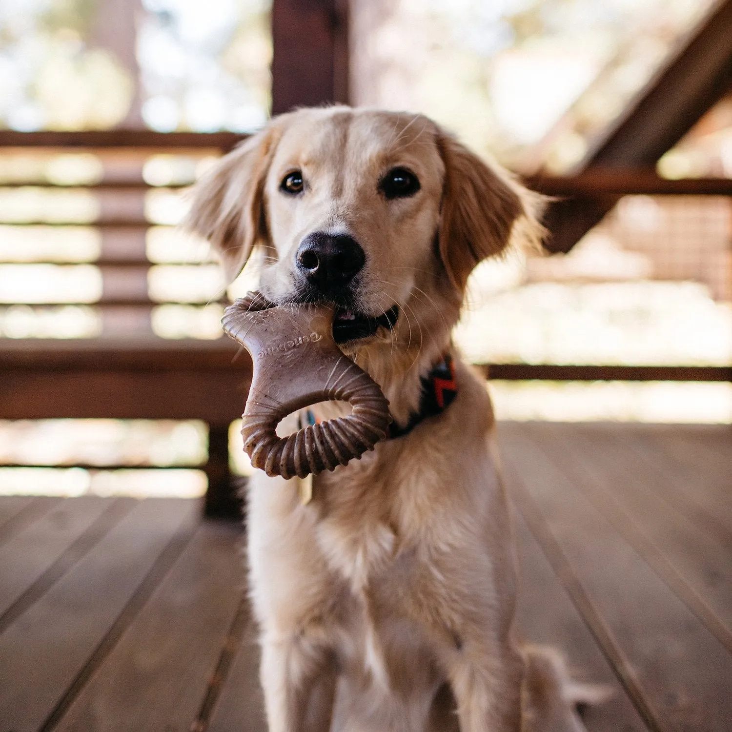 Benebone Flavored Dental Tough Dog Chew Toy